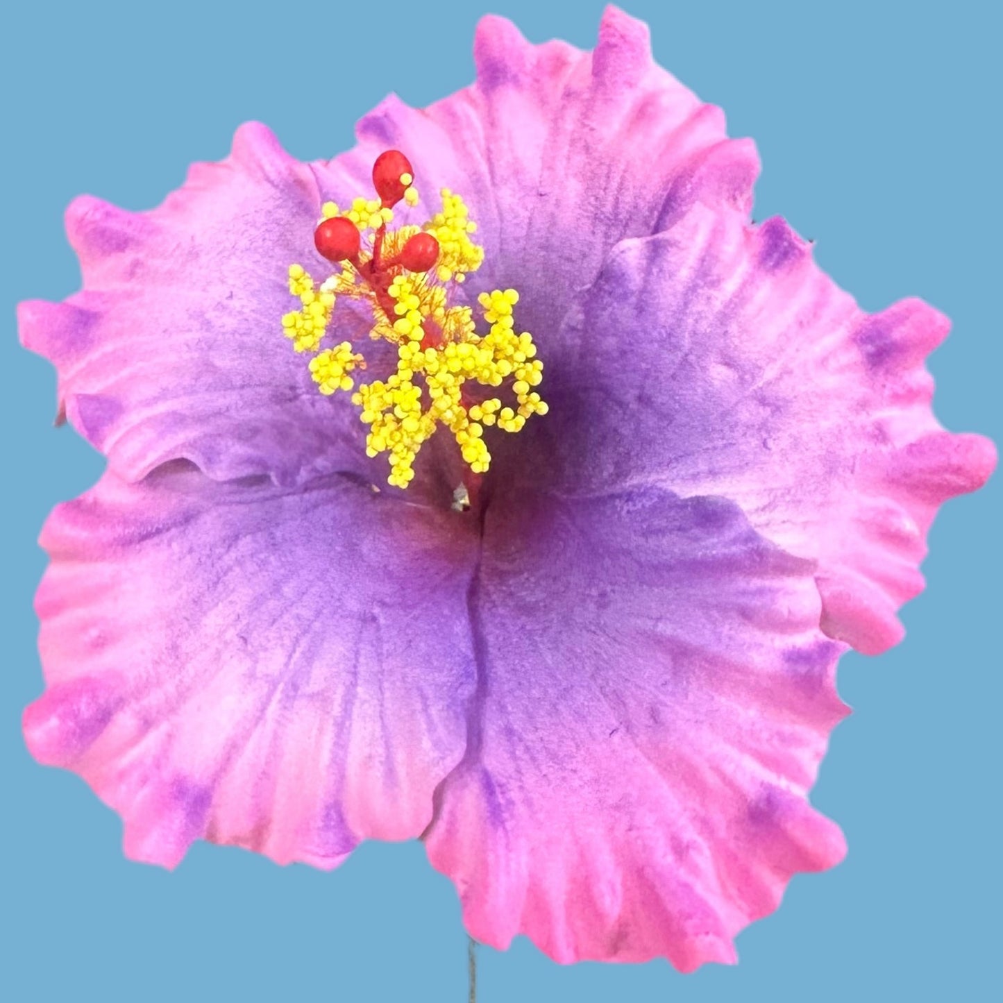 Aute (9 CM)