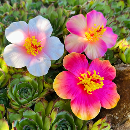 Hibiscus Trio