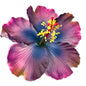 Aute (12 CM)