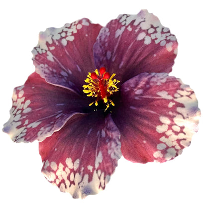 Aute (12 CM)