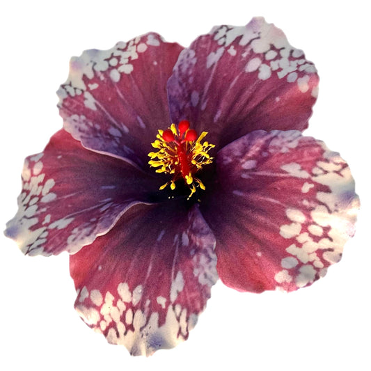Aute (12 CM)