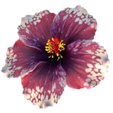 Aute (12 CM)