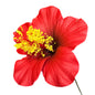 Aute (8.5 CM)