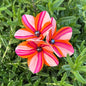Hand-painted Triple Pua