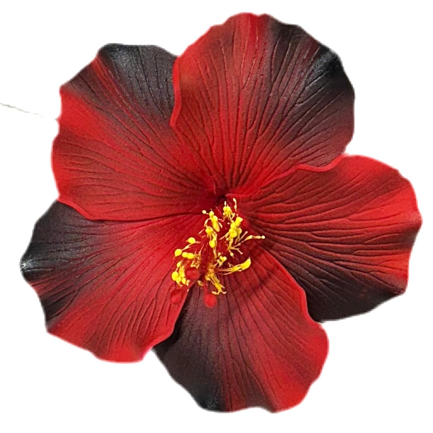 Aute (9 CM)