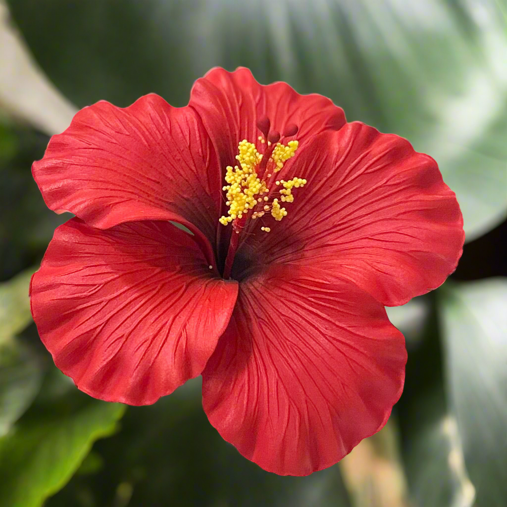 Aute (11 CM)