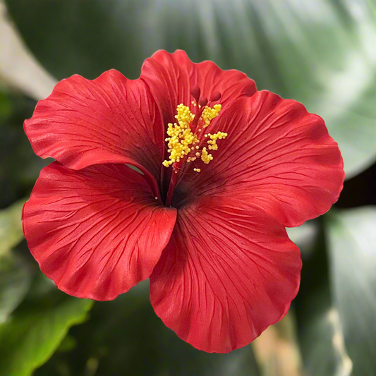 Aute (11 CM)