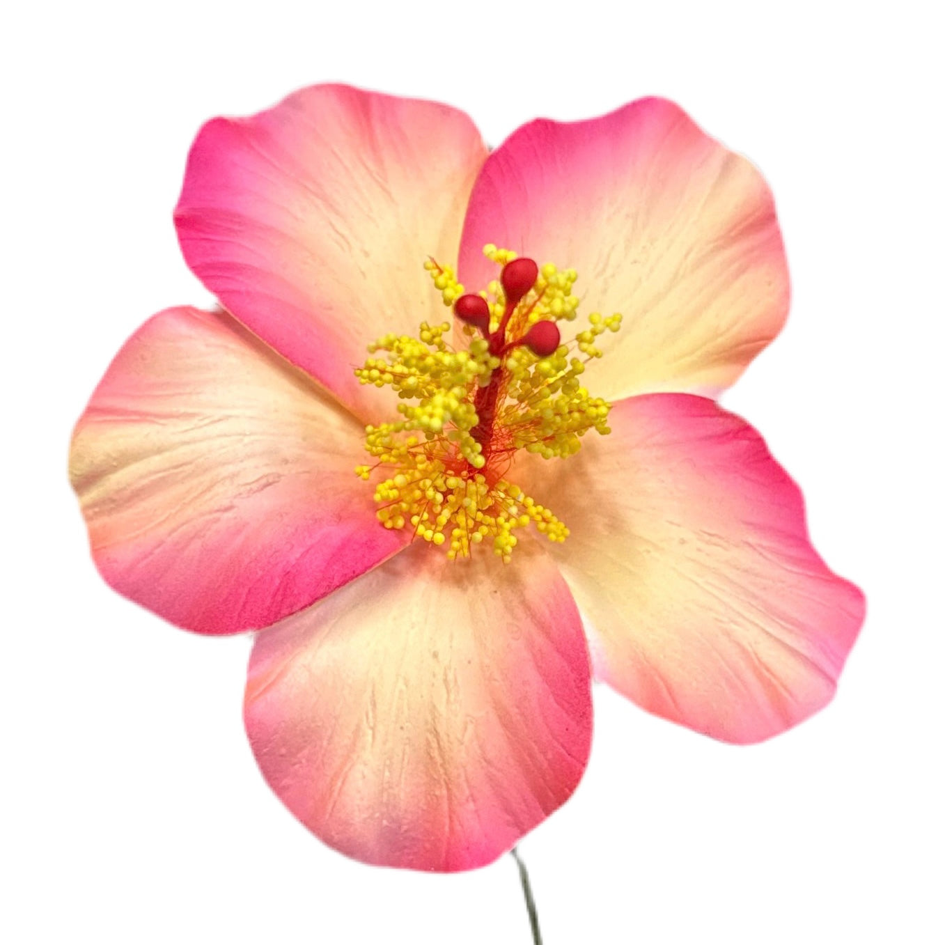 Aute (8.5 CM)
