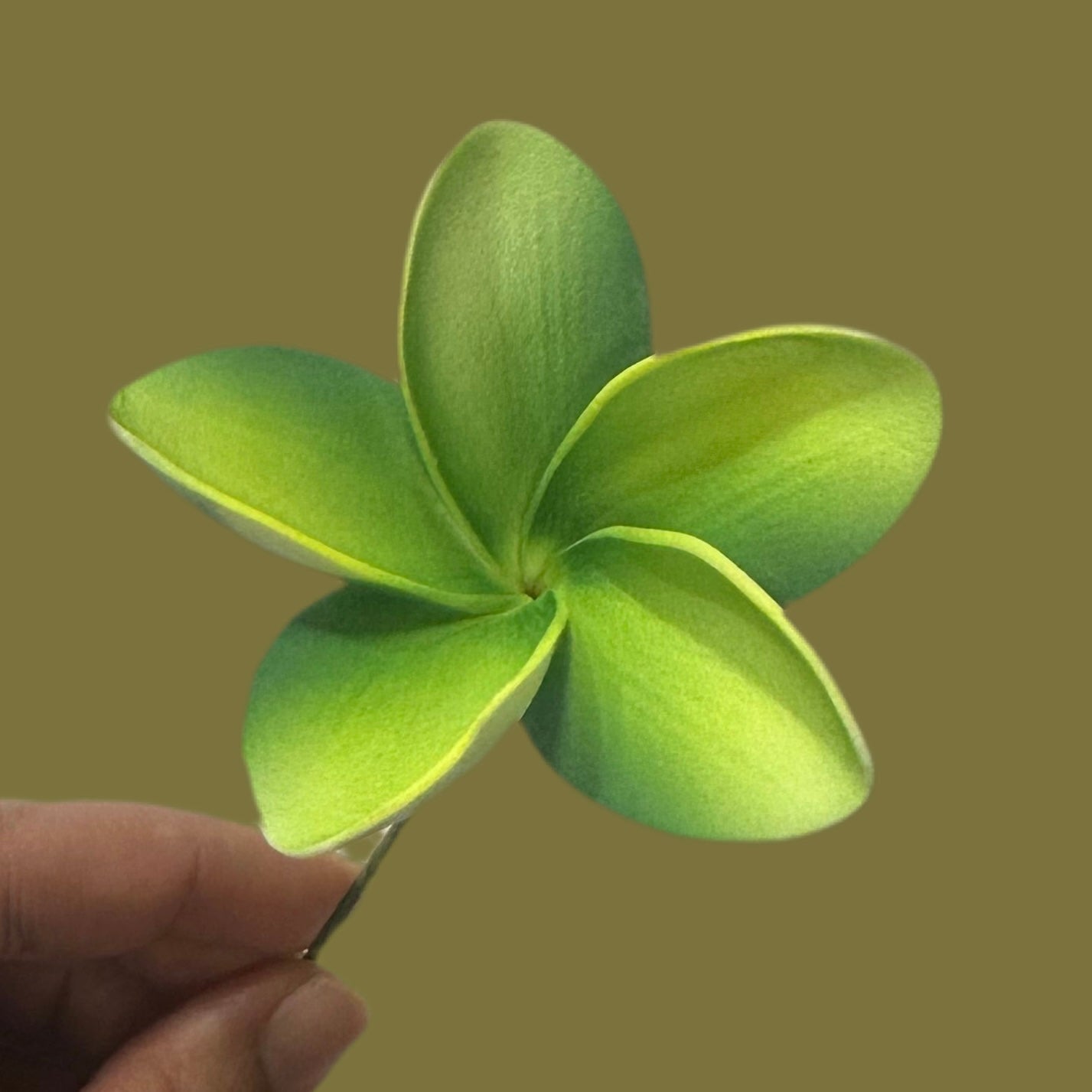 Pua (8 CM)