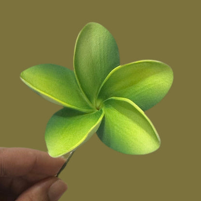 Pua (8 CM)