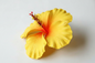 Faux Hibiscus (11 CM)
