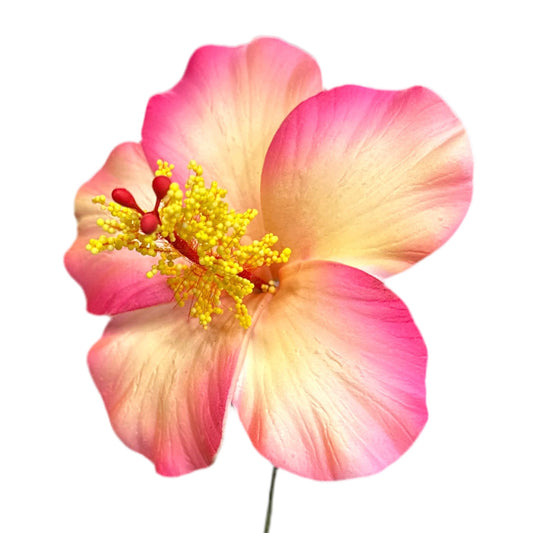 Aute (8.5 CM)