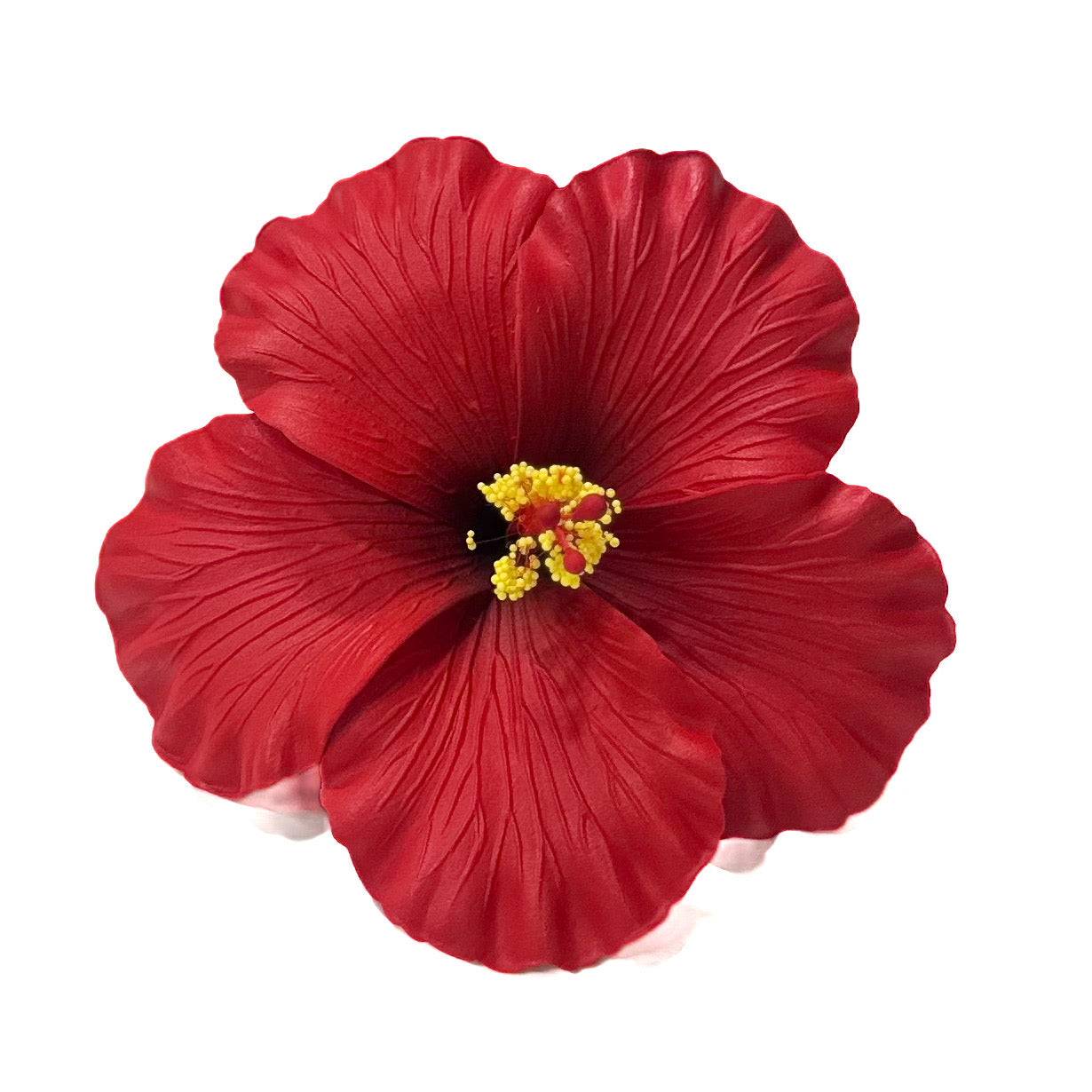 Aute (11 CM)