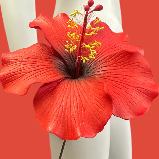 Aute (9 CM)