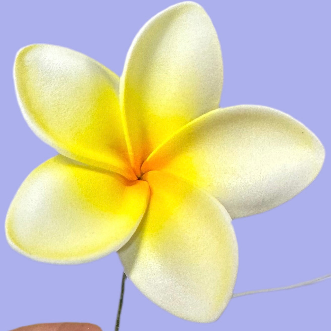 Pua (6 CM)
