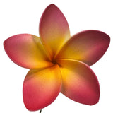 Pua (6 CM)