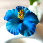 Faux Hibiscus (11 CM)